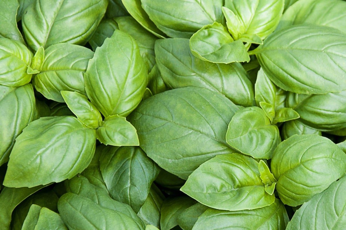 cooking with basil