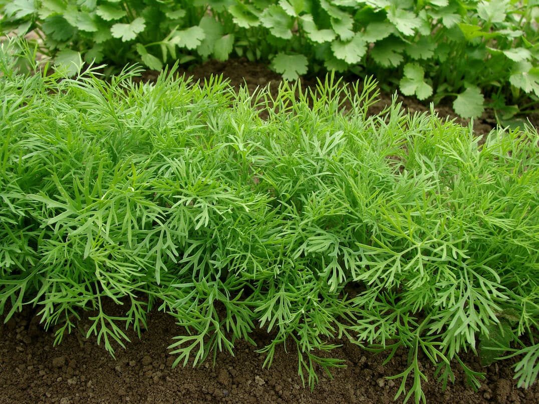 Dill in the garden