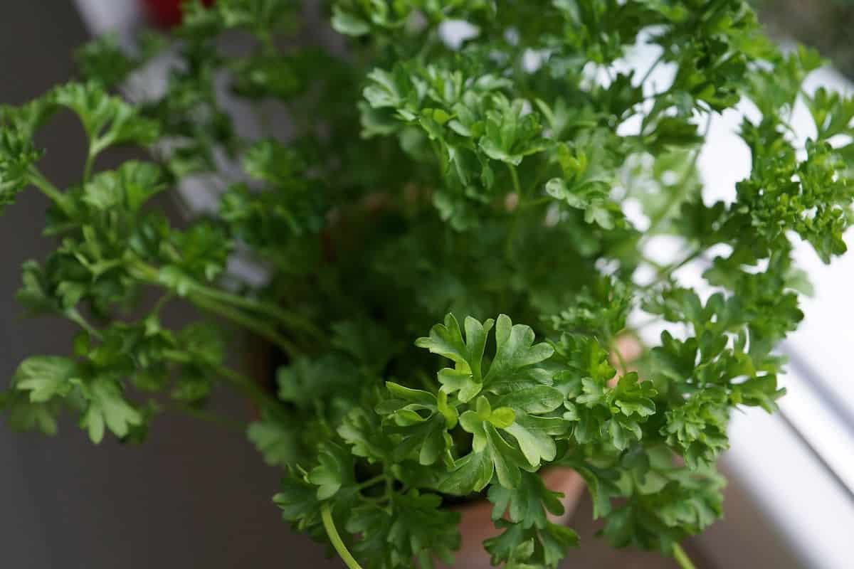Fresh Parsley Vs Dried