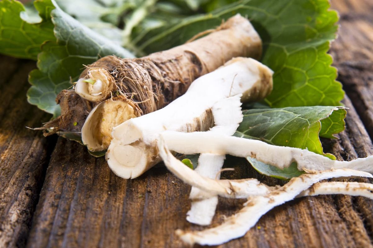 horseradish