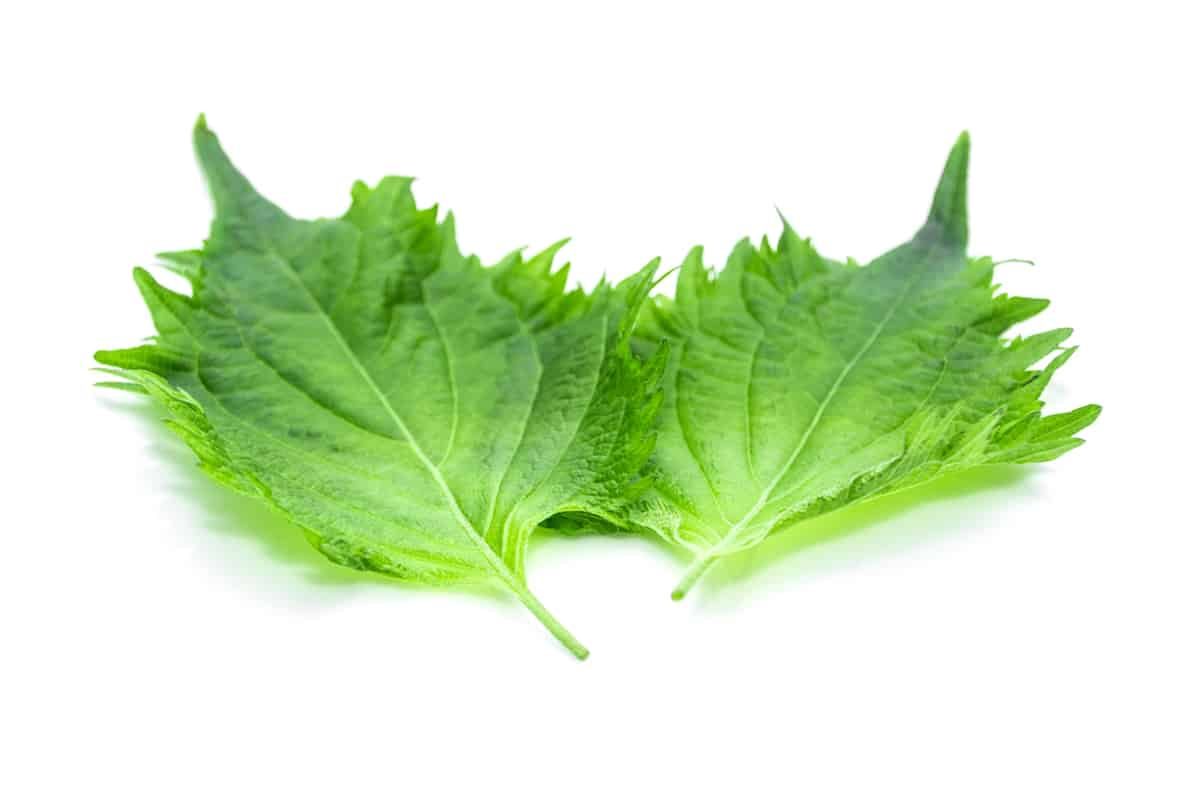 Shiso