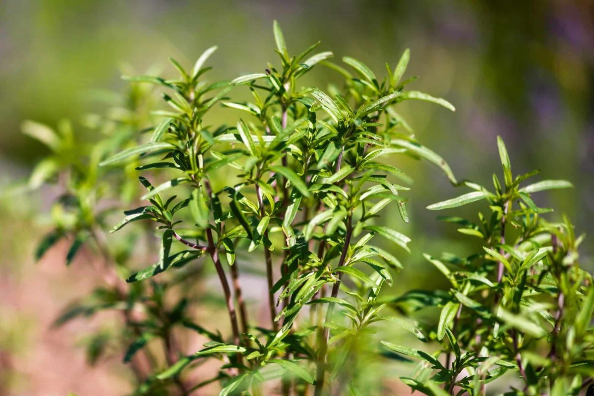 summer savory uses