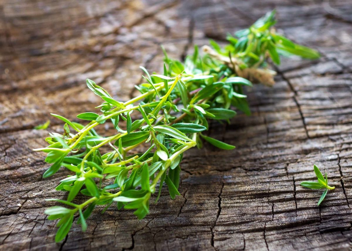 summer savory vs. winter savory