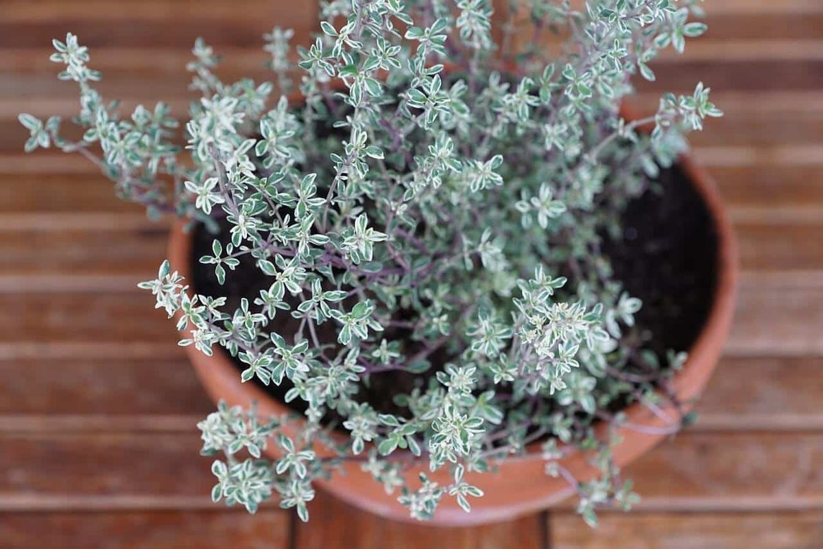 Thyme