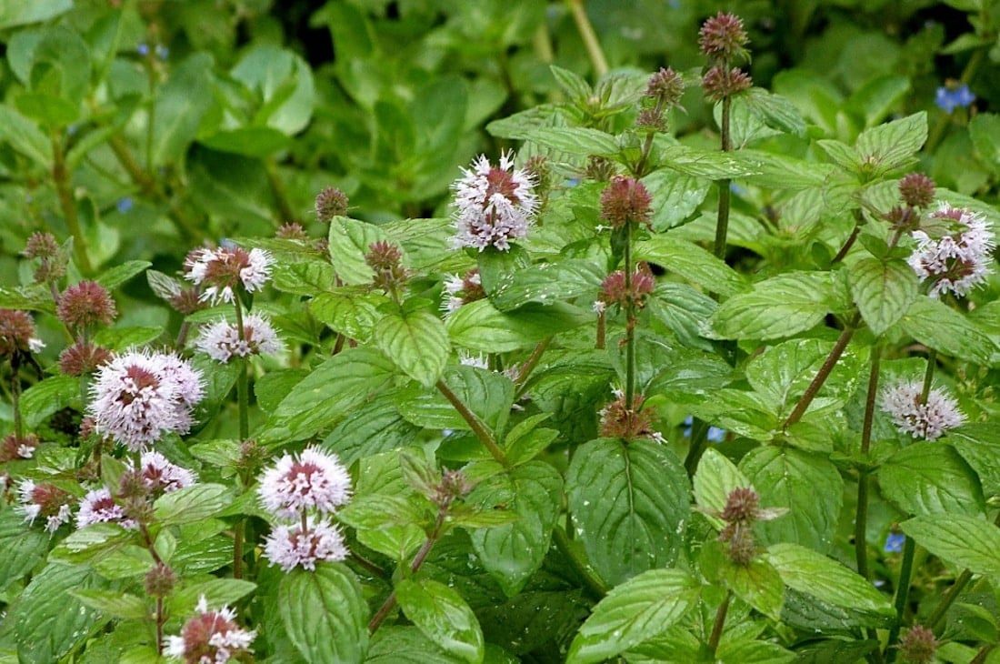 watermint