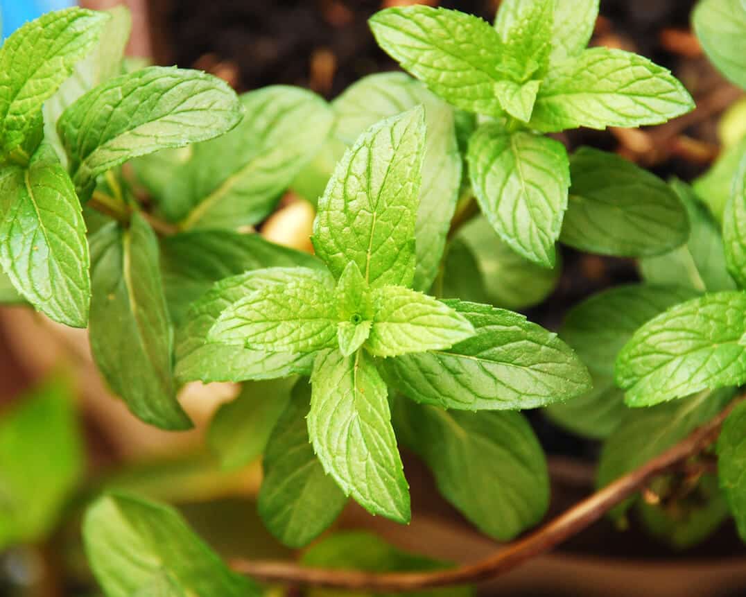 Mint: A Healing Burst of Cool Flavor