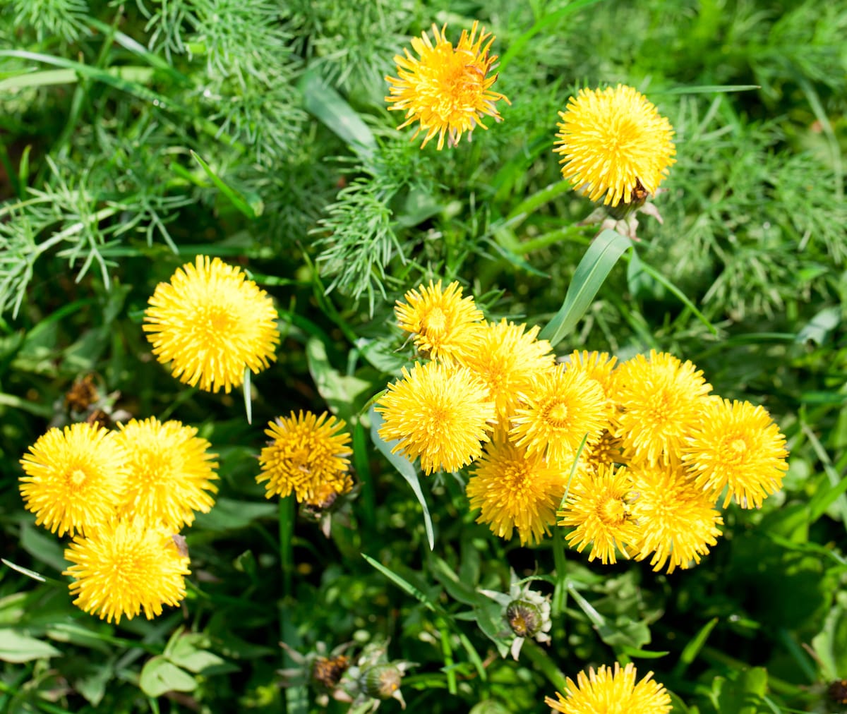 Chicory Vs Dandelion How Do They Compare chicory-vs-dandelion-how-do-they-compare