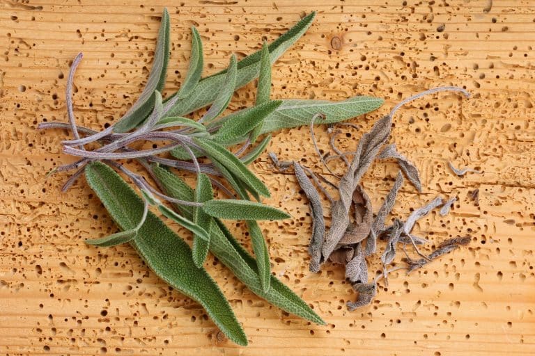 Fresh Sage Vs. Dried Sage: How Do They Compare? – SPICEography