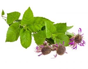 bergamot spiceography