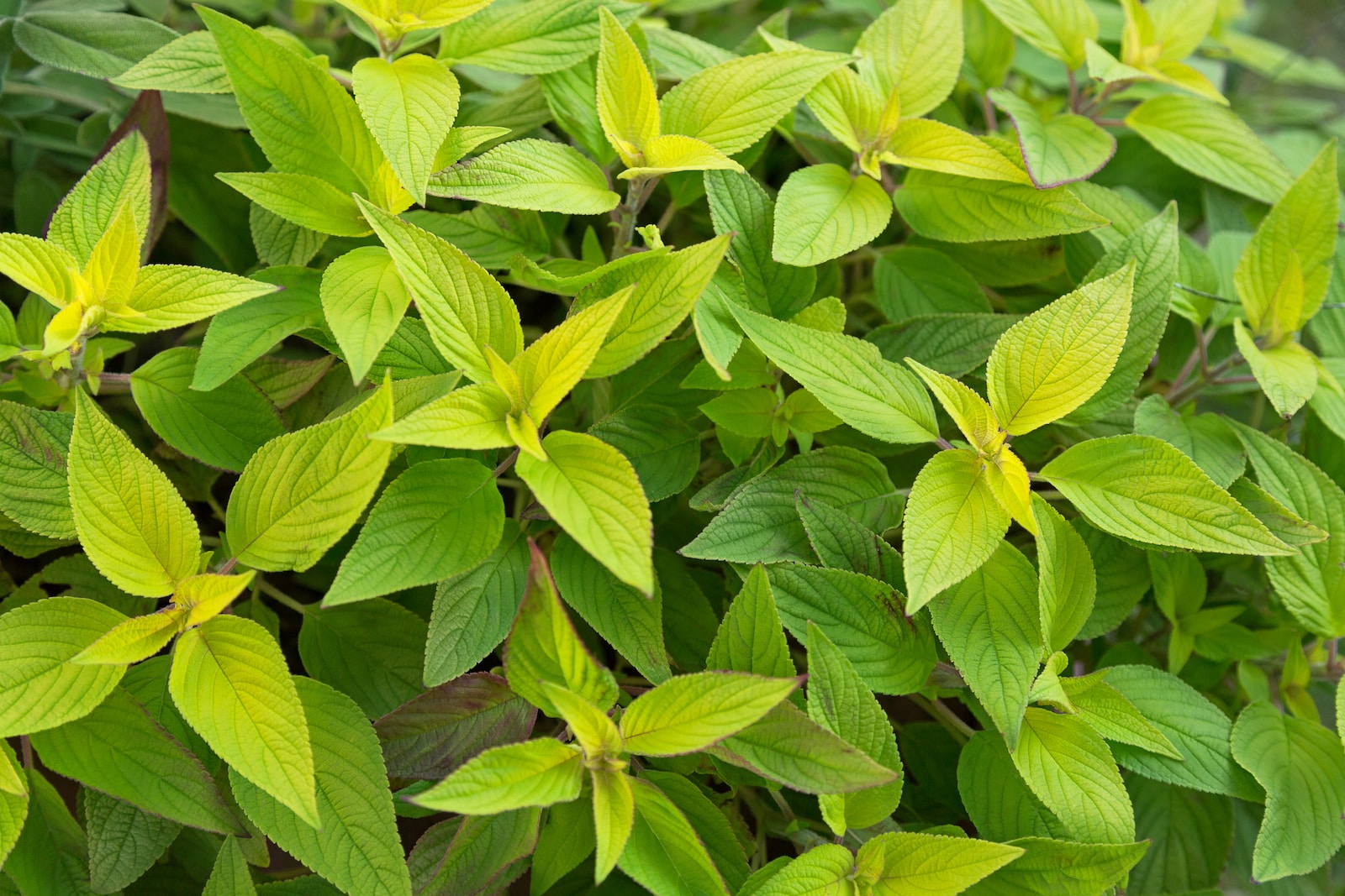 Pineapple Sage Sage With A Hint Of Tropical Fruit Pineapple Sage Sage With A Hint Of Tropical Fruit
