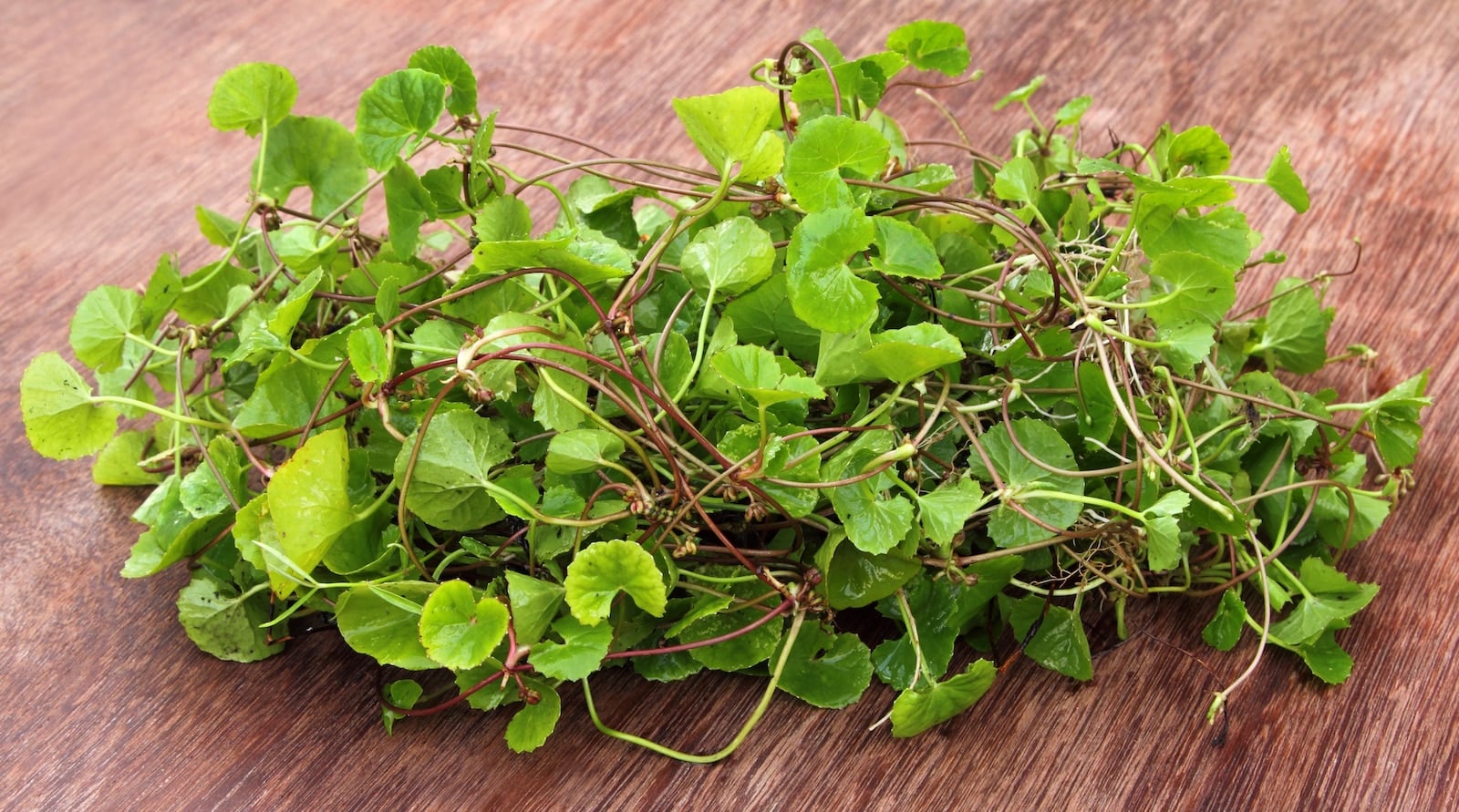 Thankuni The Longevity Herb thankuni-the-longevity-herb