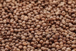 Coriander Vs. Cilantro - How Do They Compare?