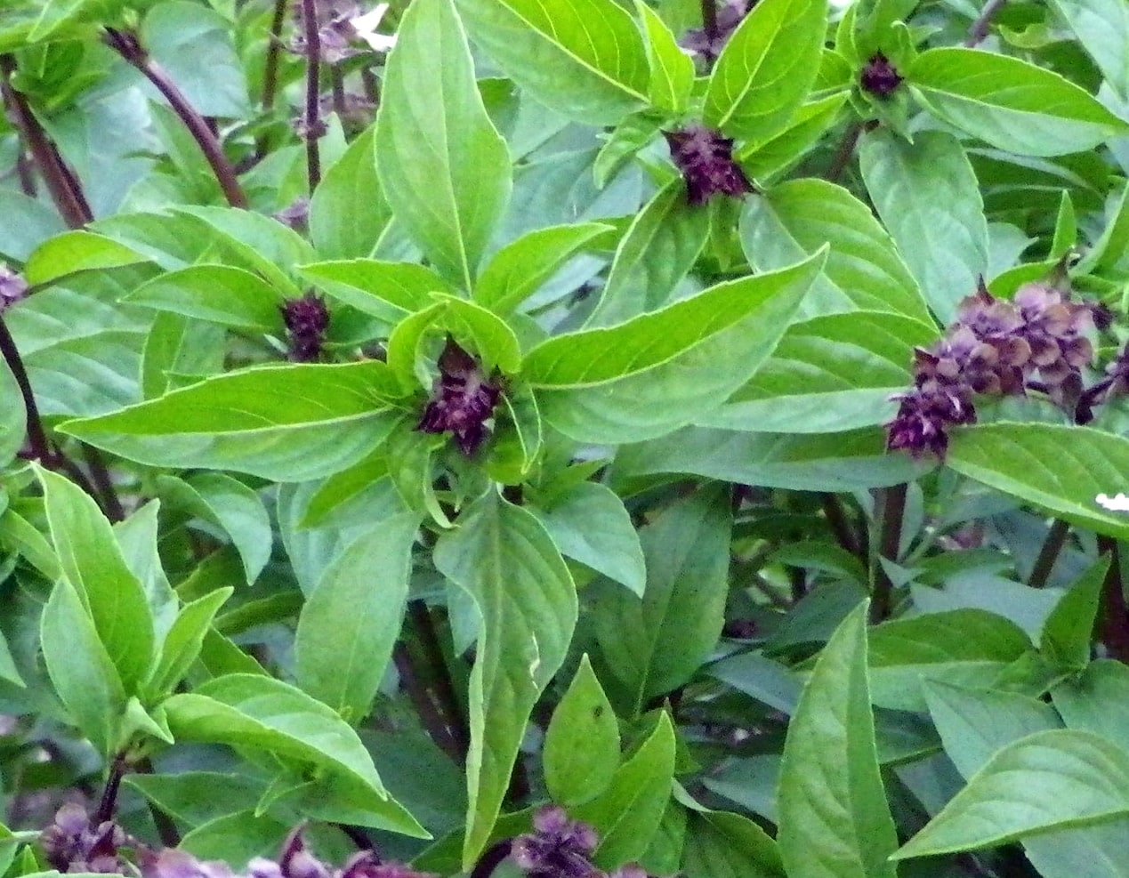 Cooking With Cinnamon Basil The Dos And Don’ts SPICEography
