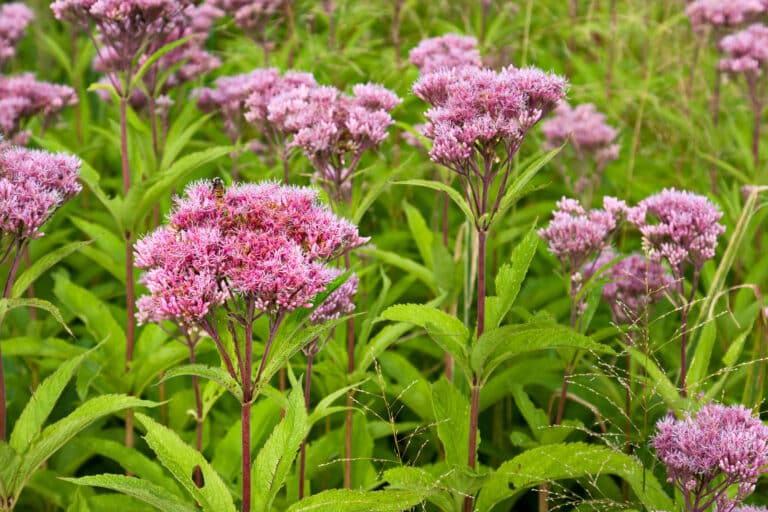 Joe Pye Weed: A Tea Herb From New England