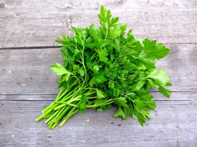 Oregano Vs. Parsley SPICEography Showdown