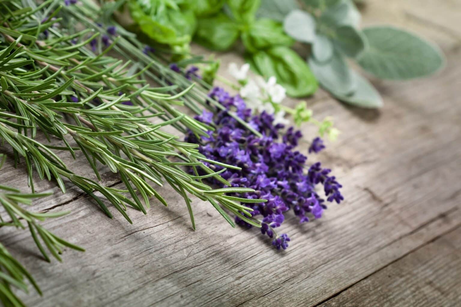 What Are The Best Rosemary Companion Plants?